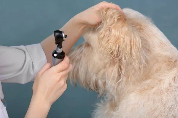 Woman Vet With the Dog