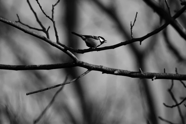 Oiseau de Noir et Blanc — Stockfoto
