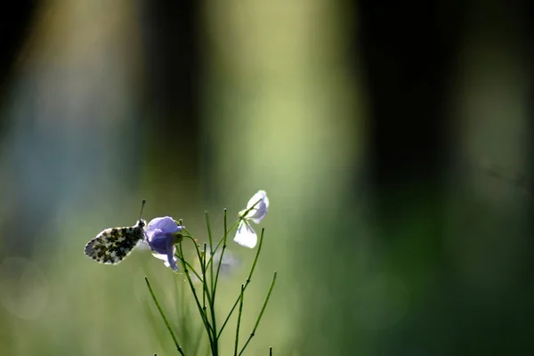 Papillon dans un champ — Foto Stock