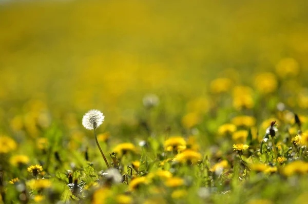 Fleur de pissenlit dans un champ — Foto Stock