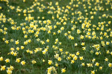 Jonquilles Danun Şampiyonu