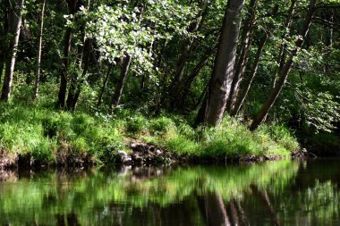 Bir nehir ağaçlarda yansıması