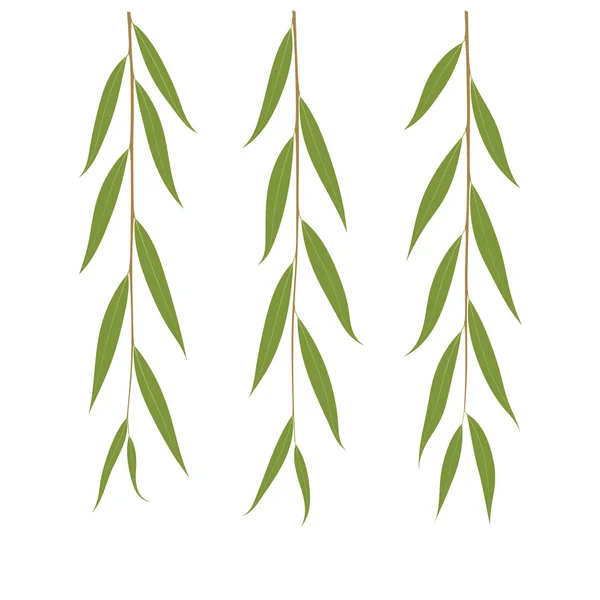 Weeping willow twigs Vector Graphics