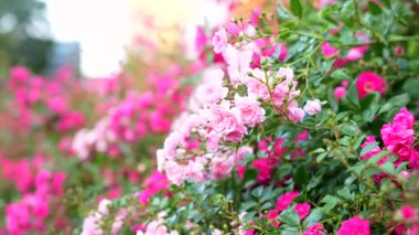 Güneşli bir bahçe yolunda açan canlı pembe güllere yakın.