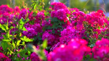 Bereketli bir yaz bahçesinde açan parlak mor güller yumuşak bokeh