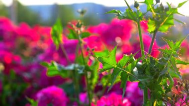 Gün batımında mor çiçeklere dikenli yeşil gül sapları
