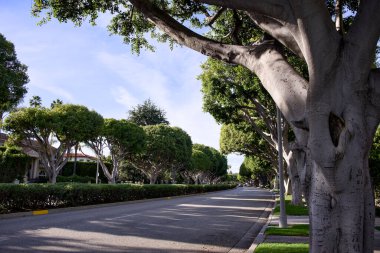 Beverly Hills 'in lüks mahallesinde huzur dolu bir ağaç var.