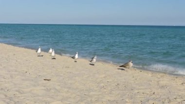 Okyanus suyu ve berrak gökyüzü ile kumsalda yürüyen martılar.