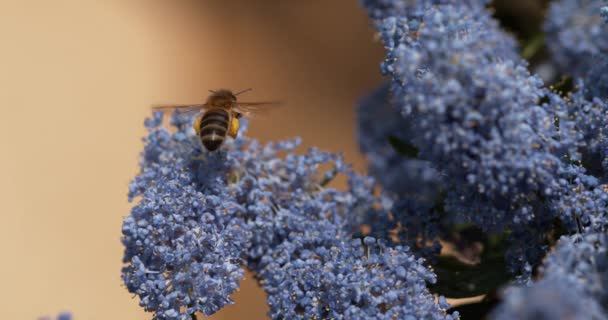 Honungsbiet, apis mellifera mellifera, vuxen i flykt, flyger till blomma med Pollen korgar, Normandie, 4 k slowmotion — Stockvideo