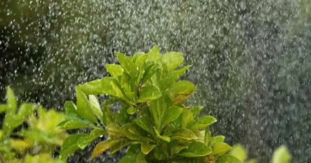 Lluvia cayendo sobre Rhododendron, Normandía, cámara lenta 4K — Vídeos de Stock