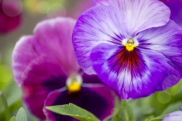 Close-up van een Sexy vrouw — Stockfoto