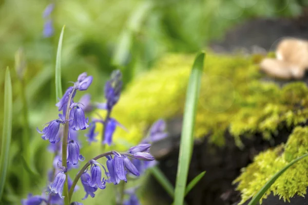 Inglés Blue Bells in the forest — Foto de Stock