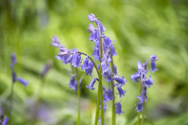 Cloches bleues anglaises dans la forêt — Photo