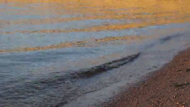 Malé vlny na pláži u jezera při západu slunce — Stock video