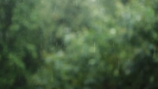 Texture pioggia gocciolante su uno sfondo di fogliame — Video Stock