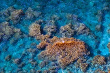 Karadeniz kıyısındaki açık mavi sularda deniz dibi ve deniz yosunları görülüyor. Doğa arkaplanı ve dokusu