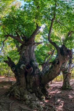Kırım 'daki Yuzhnaya Demerdzhi dağının yamacında eski güzel bir kayın ağacı. Balık bakışı