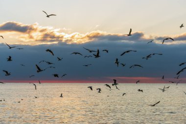 Karadeniz 'de martı sürüsü. Gün batımında martıların güzel deniz manzarası