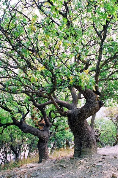 Anapa Nın Utrish Tatil Köyündeki Peri Dallı Şam Fıstığı Ağacı — Stok fotoğraf