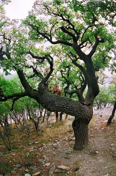 Anapa Nın Utrish Tatil Köyündeki Peri Dallı Şam Fıstığı Ağacı — Stok fotoğraf