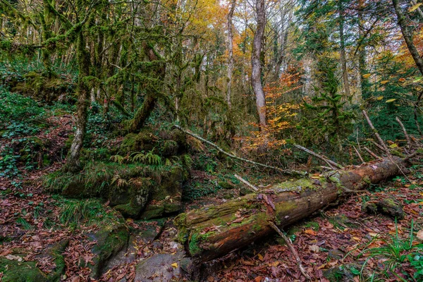 Bela Paisagem Cênica Outono Floresta Fadas Cáucaso Pela Aldeia Mezmay — Fotografia de Stock