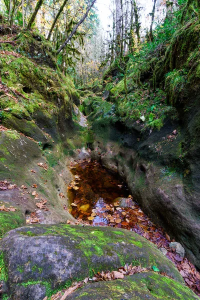 Krásná Malebná Podzimní Krajina Pohádkového Kavkazského Lesa Suché Rokle Řeky — Stock fotografie