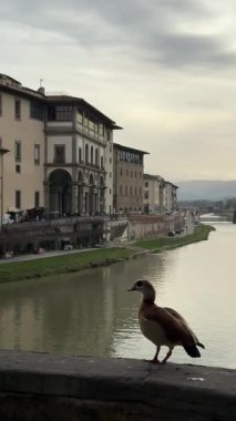 İtalya, Floransa 'da suyun kenarında bir kuş duruyor. Binalar kıyılara dizilirken nehir sakince akar. İnsanlar güneş batarken arka planda yürürler..