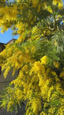 İtalya 'nın manzarası parlak sarı çiçeklerle doludur. Dallar, güneş batarken çiçeklerle ağırlaşır. Baharın ve bölgedeki yaşamın açık bir işareti..
