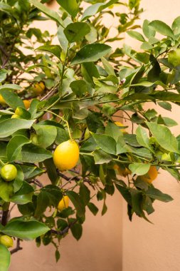 Roma 'da küçük bir şehir bahçesinde bir limon ağacı yetişiyor. Olgun limonlar dallardan sarkan yeşil yapraklar etraflarını sarıyor. Sahne parlak ve güneşin sıcaklığıyla dolu..