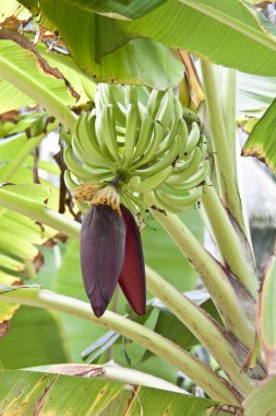 Çiçekli muz ağacı