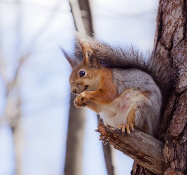Ağaçtaki bir sincap