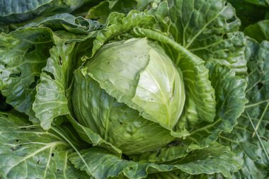 Büyük yeşil lahana 