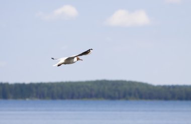 Su üzerinde uçan martı