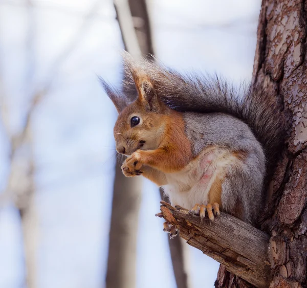 Ağaçtaki bir sincap