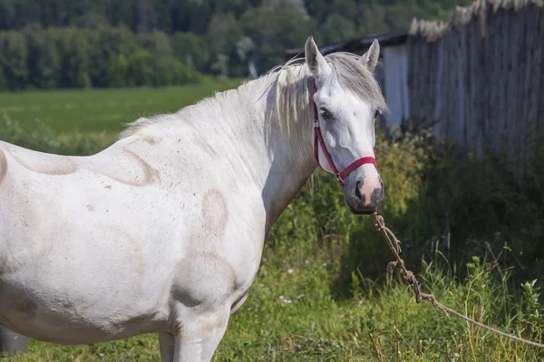 Witte paard close-up — Stockfoto