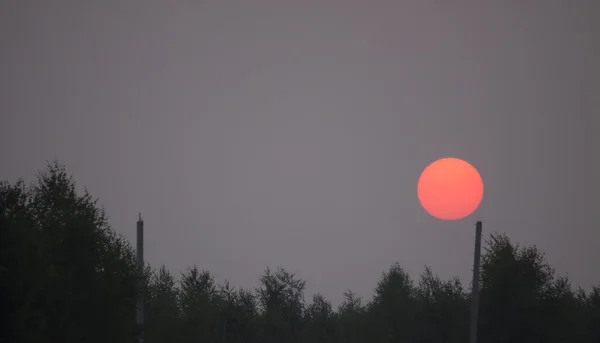 Sunset in the forest — Stock Photo, Image