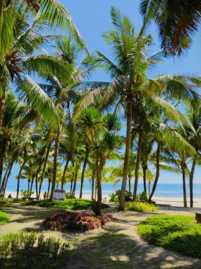 Güneşli plaj gününde yemyeşil tropik palmiye ağaçları