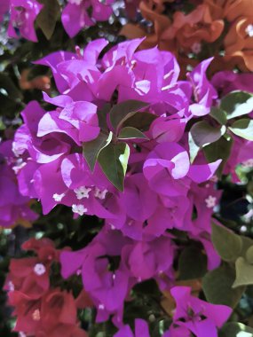 Canlı Mor ve Magenta Bougainvillea Çiçeklerinin Yakın Çekimi