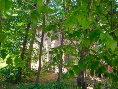 Kalın yeşillikler ve ağaç gövdeleri sessiz bir avluda eski bir konut yapısını kısmen gizler.. 