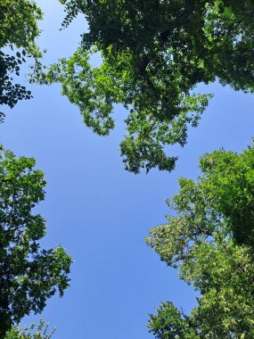 Aşağıdan canlı bir mavi gökyüzü görünüyor, açık bir günde, yüksek ağaçların yoğun, yeşil gölgeleri tarafından çerçevelenmiş.