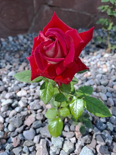 Taze yeşil yapraklar ve küçük bahçe taşlarıyla çevrili canlı kırmızı bir gülü yakından çek.