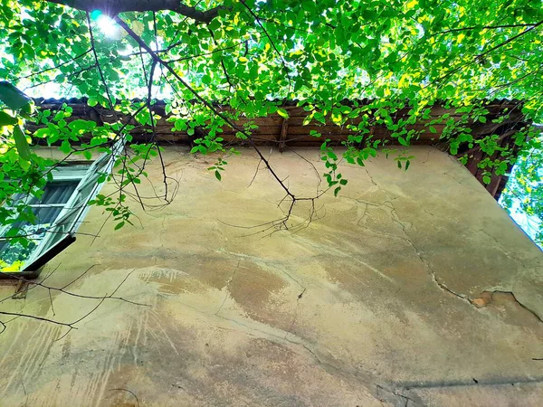 Kamera yukarı doğru, yapraklı bir ağacın altındaki çatlak alçıdan bir duvara bakıyor, solunda çıkıntılı bir pencere var.. 