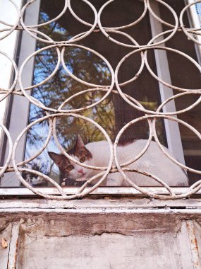 Dekoratif Metal Izgara Arkasında Meraklı Kedi