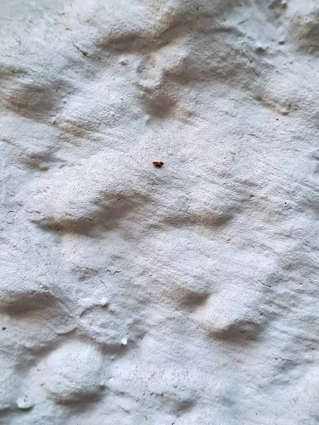 Tüylü Beyaz Duvardaki Küçük Böcek