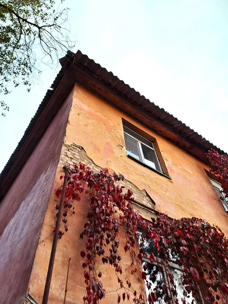 Yakın plan, düşük açılı, canlı turuncu, eski bir binanın duvarını soyan, koyu kırmızı, çağlayan sonbahar yapraklarıyla süslenmiş, kıvrımlı bir çatının altında.