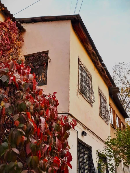 Sarmaşık sarmaşığının canlı kırmızı yaprakları, eski bir evin soluk renkli ön yüzü ile çarpıcı bir tezat, koyu renkli, ızgaralı pencereler