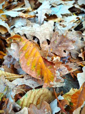 Karışık Kahverengi ve Düşen Altın Yaprakların Yakın Çekimi