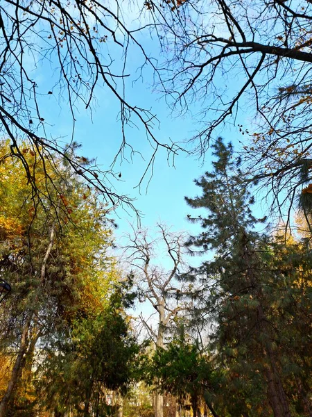 Sonbahar Ağaçlarının Çeşitli Tepelerinin Üzerinde Açık Mavi Gökyüzü