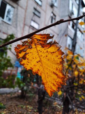Canlı bir Sonbahar Yaprağının Yakın Çekimi