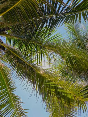 Parlak Tropikal Güneş yemyeşil palmiye ağaçlarının arasından süzülüyor